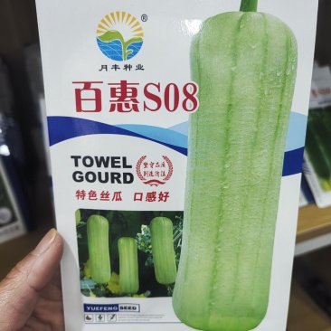 百惠S08杂交白绿丝瓜种子短圆筒光滑油亮味甜耐老