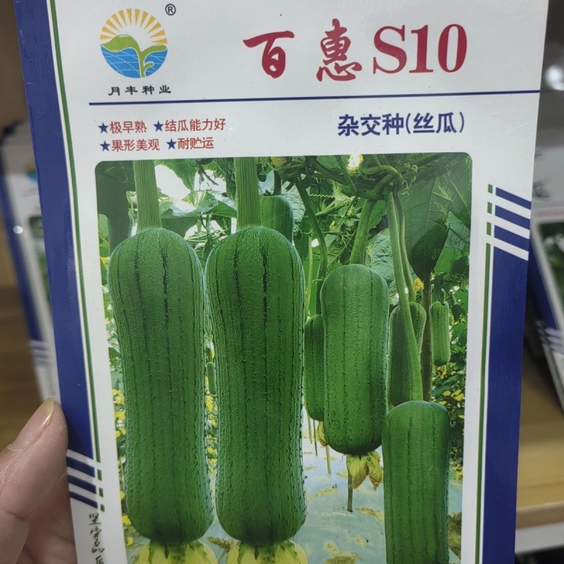 百惠S10杂交丝瓜种子早熟短筒形肉厚紧实耐贮运