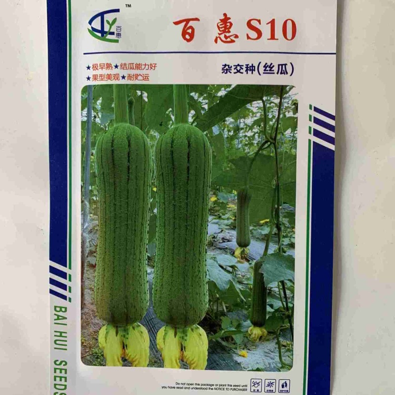 百惠S10杂交丝瓜种子早熟短筒形肉厚紧实耐贮运
