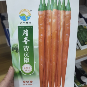 月丰黄贡椒种子中早熟果长腔小辣味香浓鲜食制酱