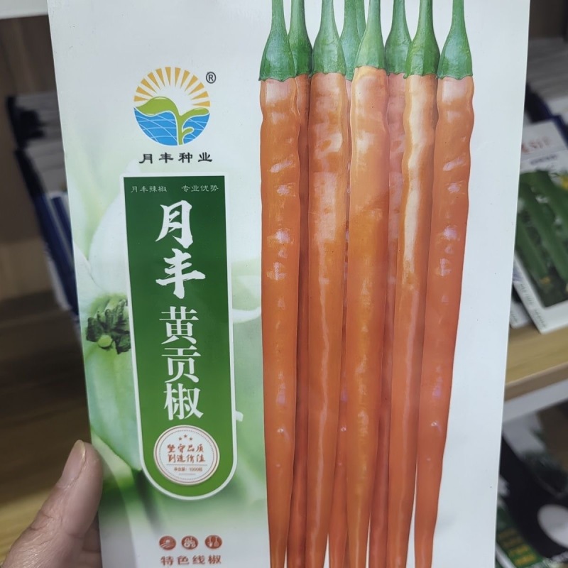 月丰黄贡椒种子中早熟果长腔小辣味香浓鲜食制酱
