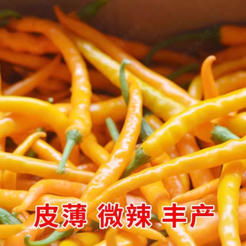 月丰黄贡椒种子中早熟果长腔小辣味香浓鲜食制酱