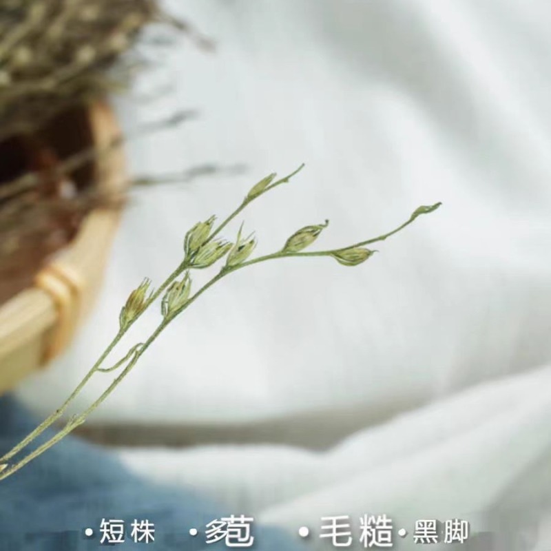 独脚金批发独脚金疳积草汤包中药材独脚柑独角金大货