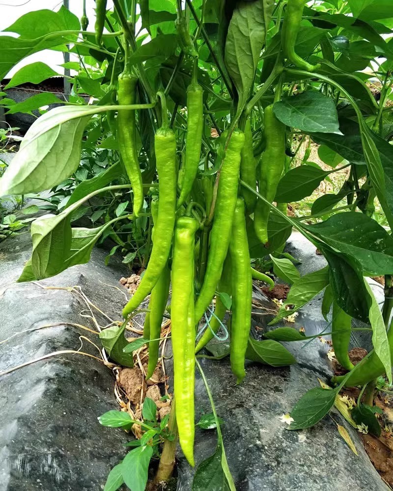 丰胜辣帅薄皮羊角椒种子果形顺直果面微波皱味香辣