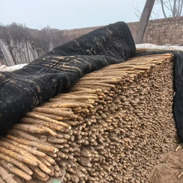 河北铁棍山药衡水山药产地直发规格齐全电商货市场货