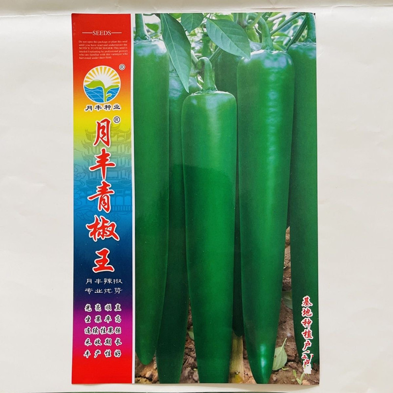 月丰青椒王辣椒种子光亮顺直连续坐果强辣味适中