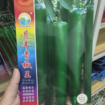月丰青椒王辣椒种子光亮顺直连续坐果强辣味适中