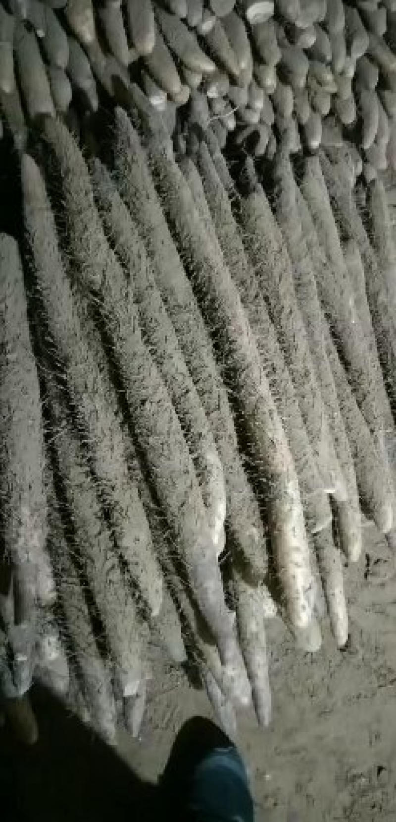 河北饶阳麻山药山药产地直供口感好供市场电商社区团购