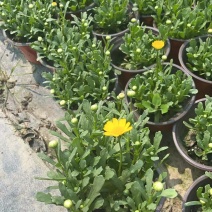 成都黄金菊杯苗批发重庆黄金菊苗圃基地直供规格齐全