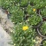 成都黄金菊杯苗批发重庆黄金菊苗圃基地直供规格齐全