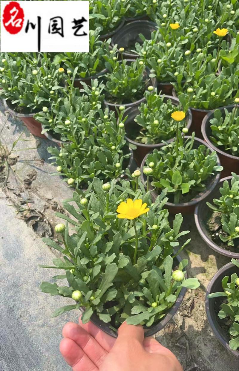 成都黄金菊杯苗批发重庆黄金菊苗圃基地直供规格齐全