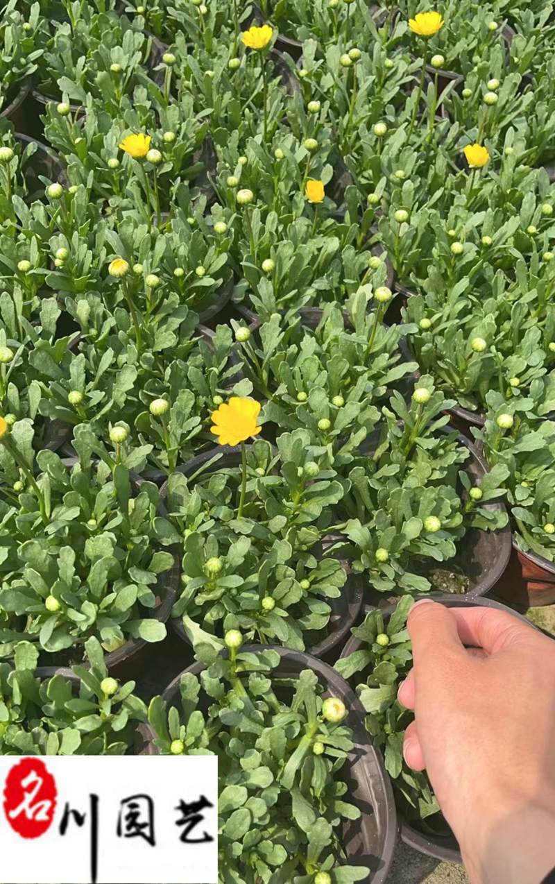 成都黄金菊杯苗批发重庆黄金菊苗圃基地直供规格齐全