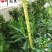 成都黄金菊杯苗批发重庆黄金菊苗圃基地直供规格齐全