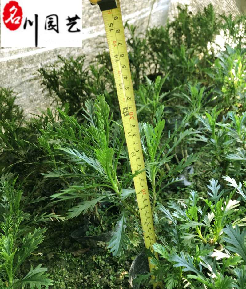 成都黄金菊杯苗批发重庆黄金菊苗圃基地直供规格齐全