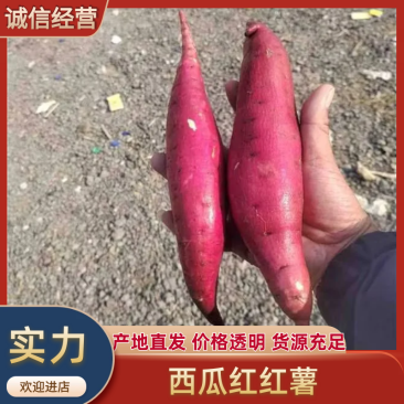 西瓜红红薯河北红薯产地直发对接全国市场电商社区团购