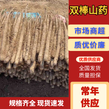 双棒山药河北山药实力供应对接全国市场商超等量大优惠