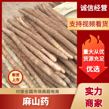 河北山药饶阳麻山药大量上市发往全国货源充足，量大从优
