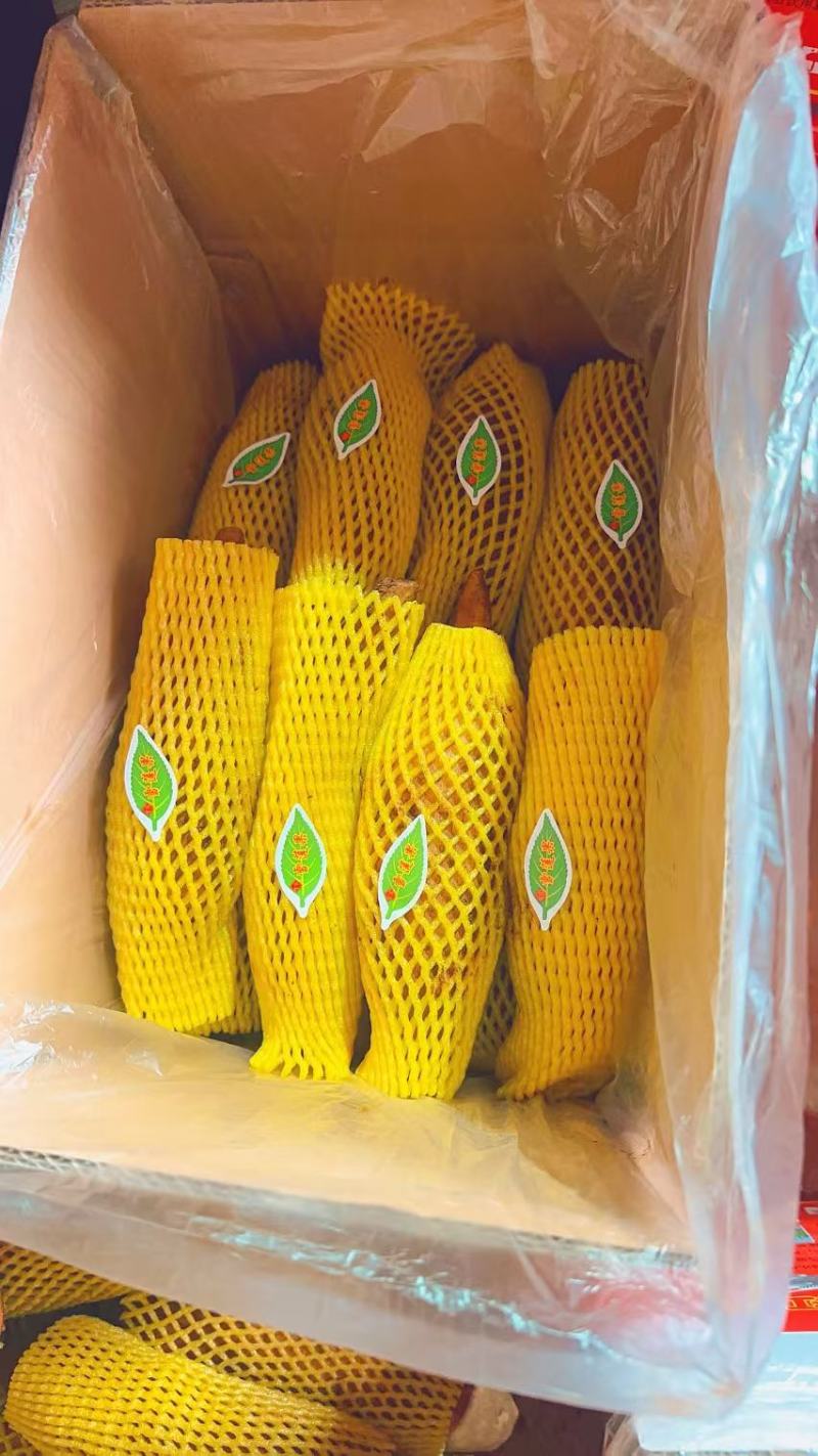 云南天山雪莲果4680亩基地直供专业供应批发档口