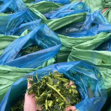 青贮玉米秸秆饲料打包压块广东基地直供质量保证全国发货