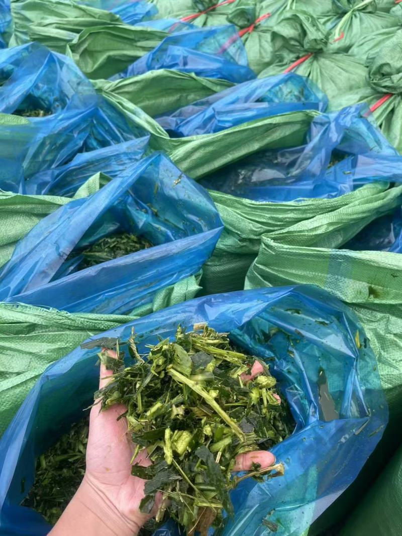 青贮玉米秸秆饲料打包压块广东基地直供质量保证全国发货