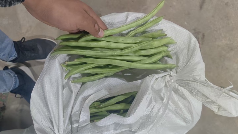 【四季豆】山东豆角货量大条形好无虫眼鲜嫩翠绿耐运输储存
