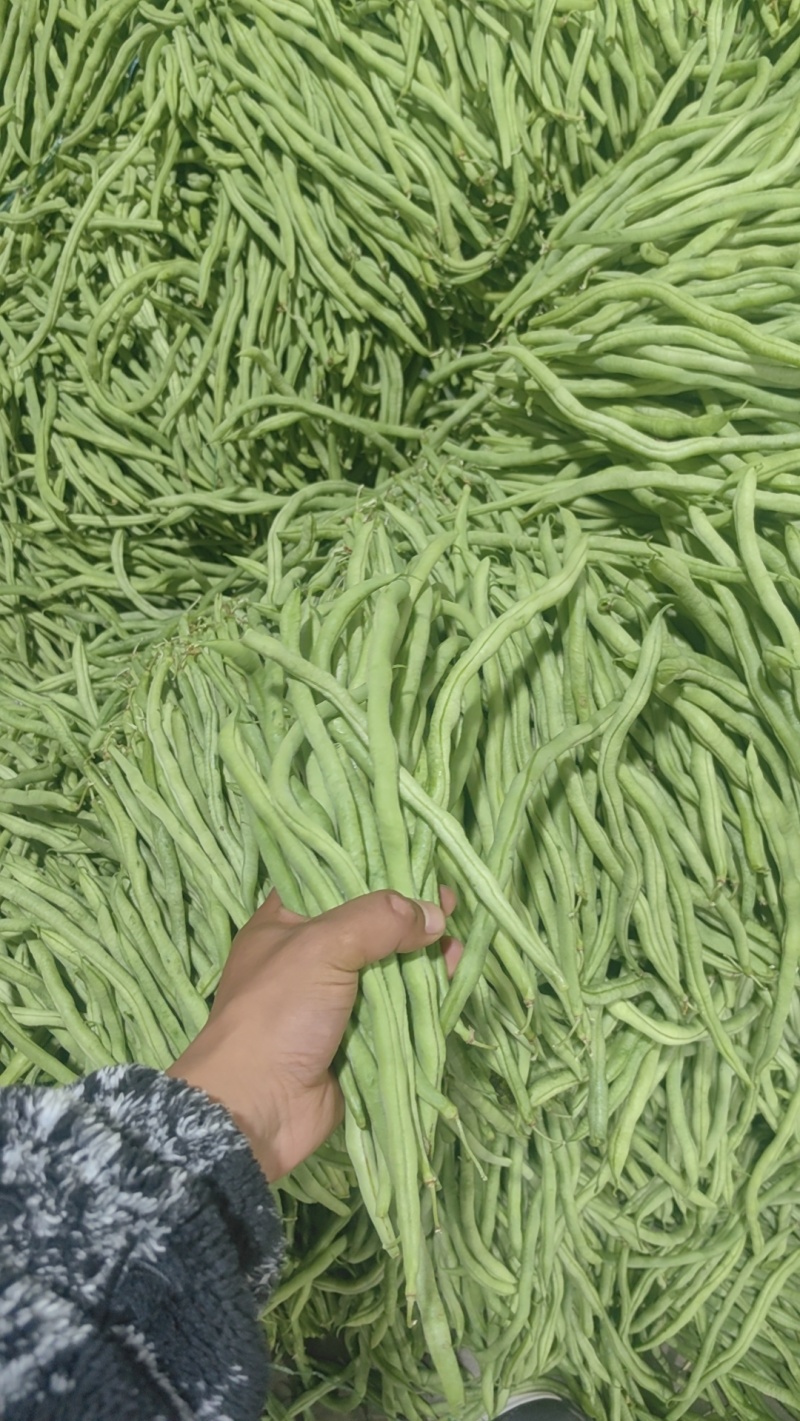 【四季豆】山东豆角货量大条形好无虫眼鲜嫩翠绿耐运输储存