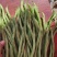 【四季豆】山东豆角货量大条形好无虫眼鲜嫩翠绿耐运输储存