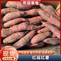 天津岳龙红瑶红薯榴莲蜜薯产地一手货源对接商超市场等