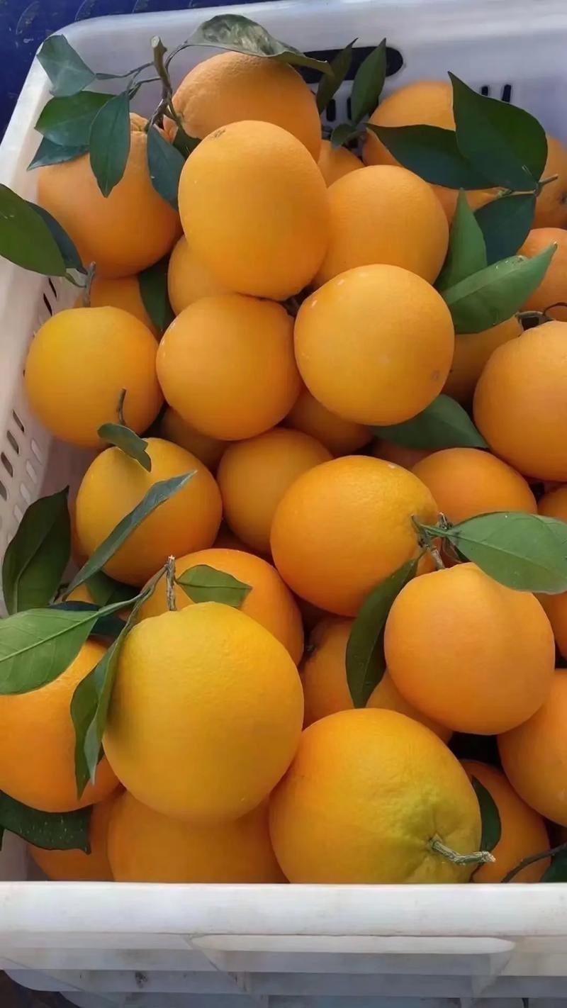 精选福建脐橙甜橙纽荷尔脐橙皮薄汁多枝头现摘量大价优