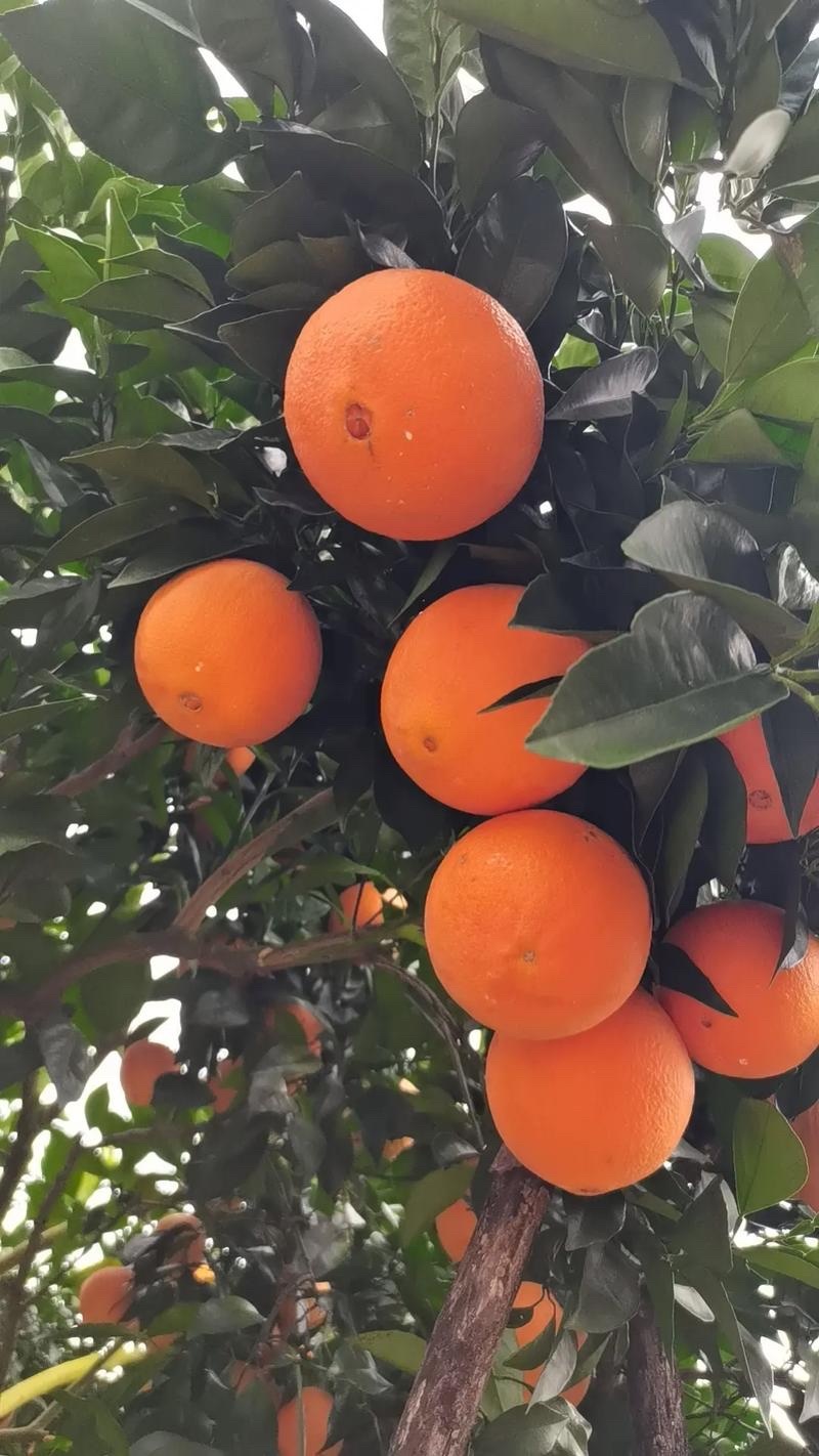 精选福建脐橙甜橙纽荷尔脐橙皮薄汁多枝头现摘量大价优