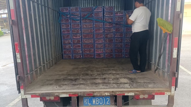 广西百色圣女果现货提供一条龙服务。包上车