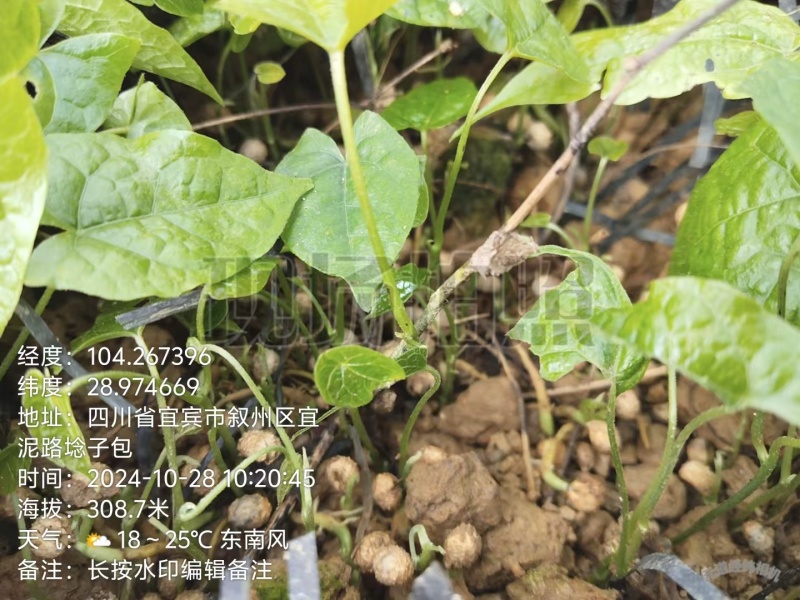 优质金果榄地苦胆大量上市，可视频看货，全国发货