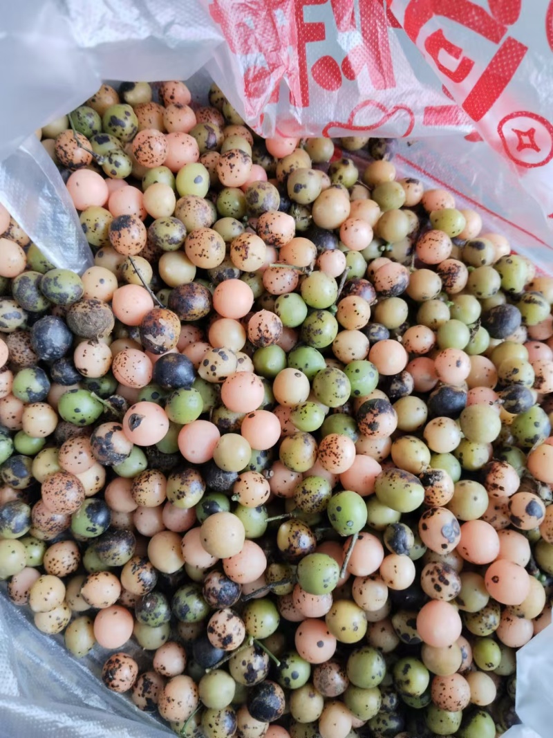 优质金果榄地苦胆大量上市，可视频看货，全国发货