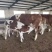 改良西门塔尔肉牛犊牛苗肉牛活牛养殖农村养殖肉牛