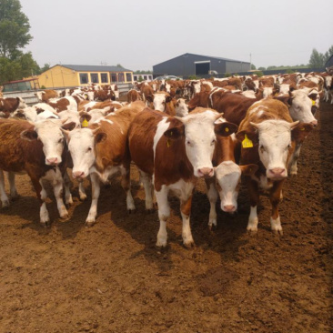 改良西门塔尔肉牛犊牛苗肉牛活牛养殖农村养殖肉牛