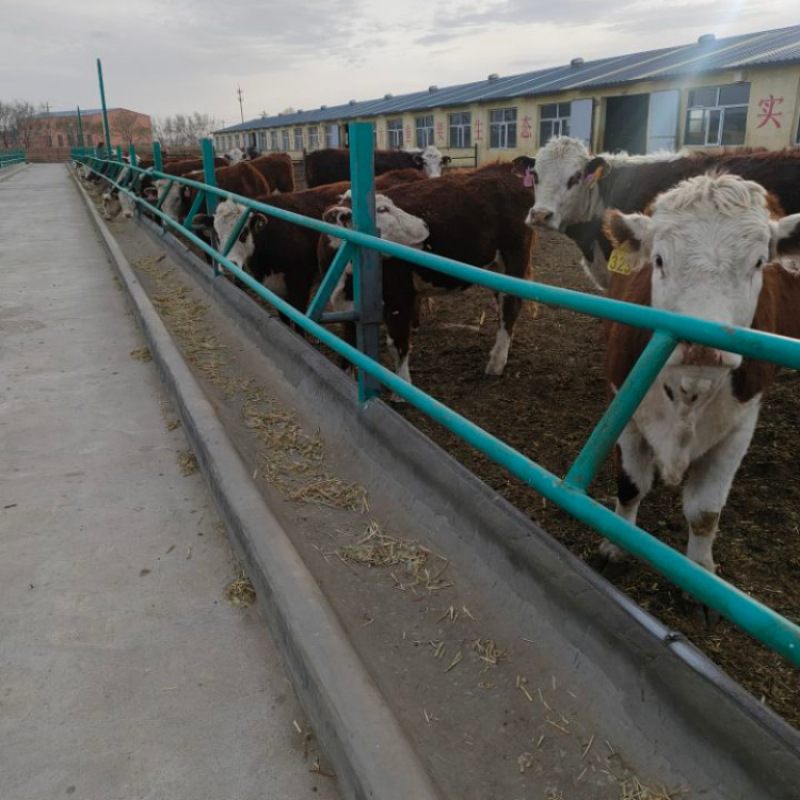 西门塔尔牛犊活牛出售鲁西黄牛牛崽活体养殖肉牛犊