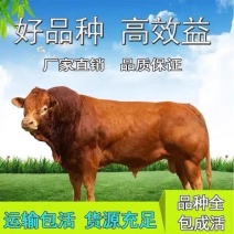 活牛改良牛犊养殖场西门塔尔牛养殖场活体黄牛肉牛价格