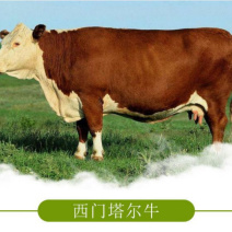 常年出售成年活体肉牛养殖肉牛的前期工作小牛犊的市场行