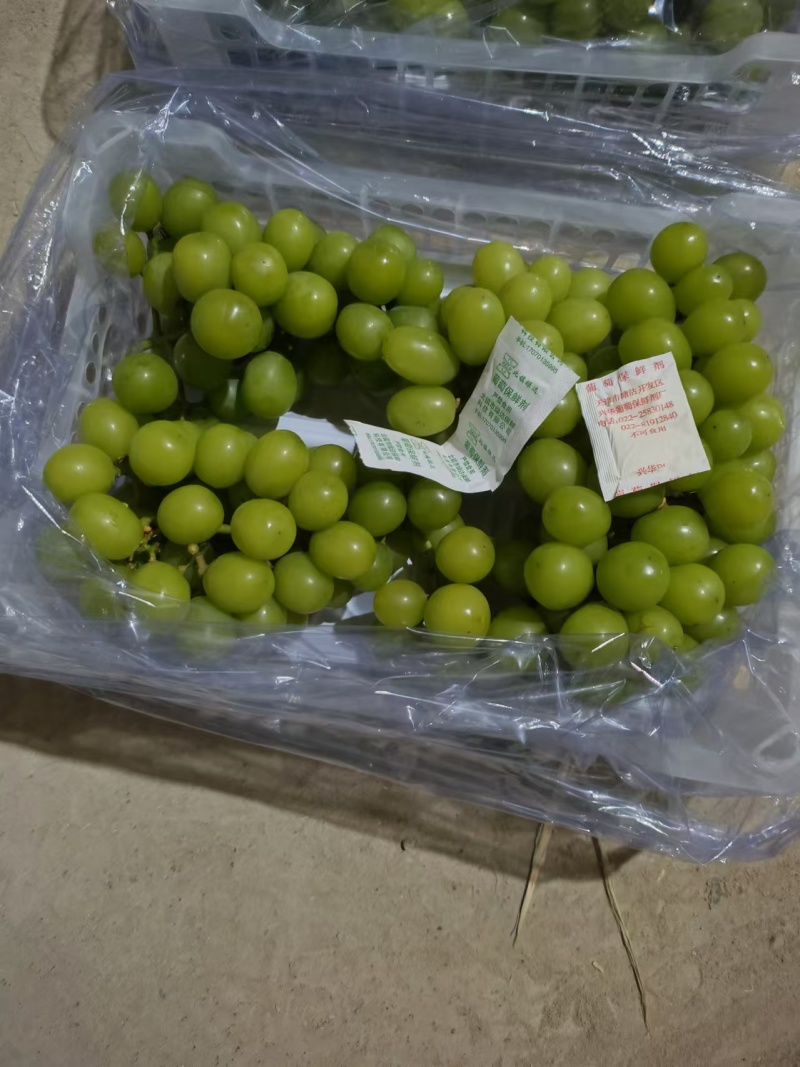 辽宁锦州精品阳光玫瑰冷库直接发货品质上乘价格优惠