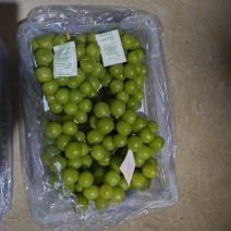 辽宁锦州精品阳光玫瑰冷库直接发货品质上乘价格优惠