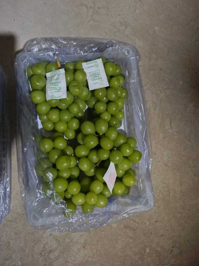 辽宁锦州精品阳光玫瑰冷库直接发货品质上乘价格优惠