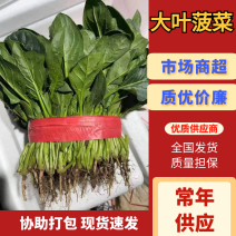 【精品好货】大叶菠菜一级品质价格美丽产地直发