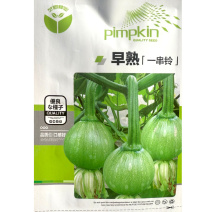 早熟一串铃南瓜种子一串铃西葫芦种子耐寒嫩瓜高圆球形