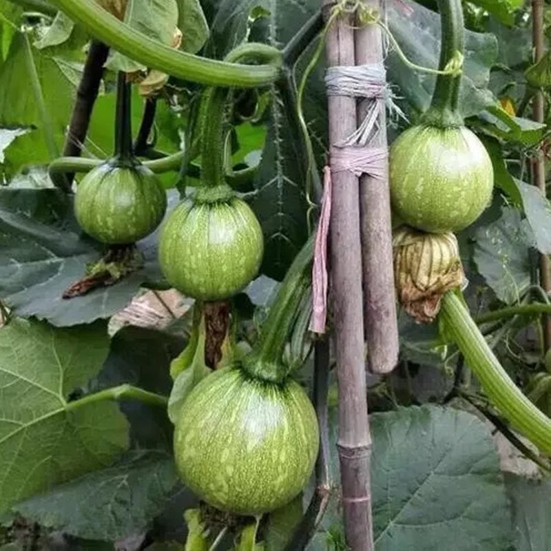 早熟一串铃南瓜种子一串铃西葫芦种子耐寒嫩瓜高圆球形