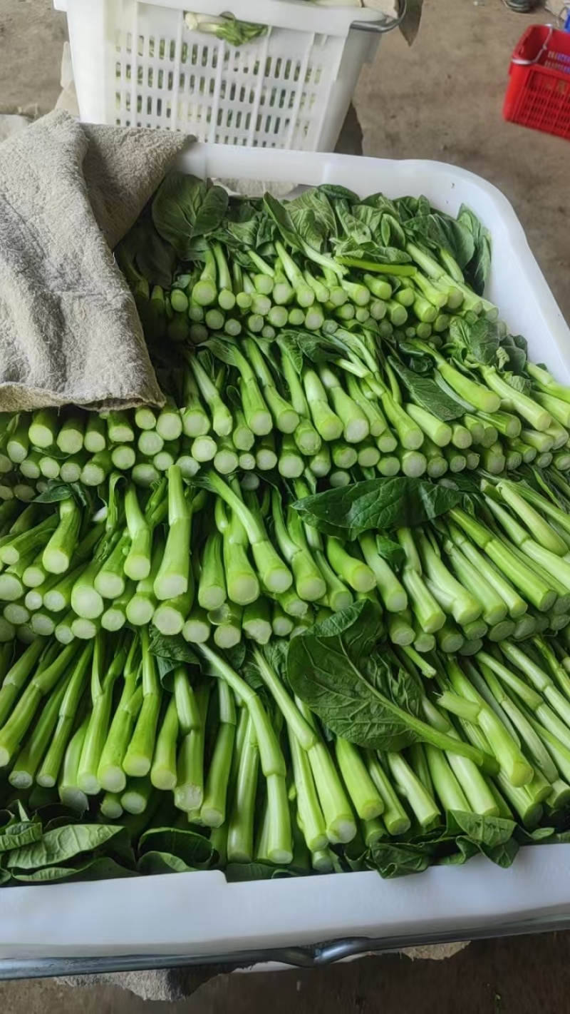 广东本地甜菜心，大量上市，全国发货，可视频看货