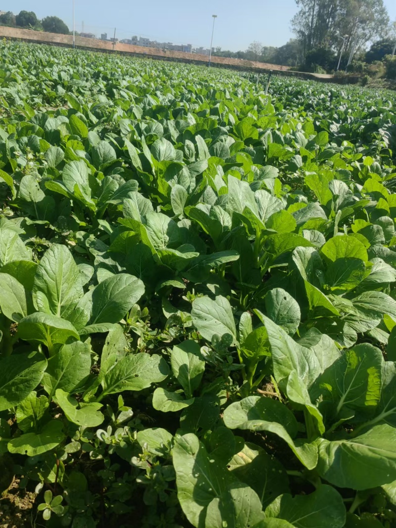 广东本地甜菜心，大量上市，全国发货，可视频看货