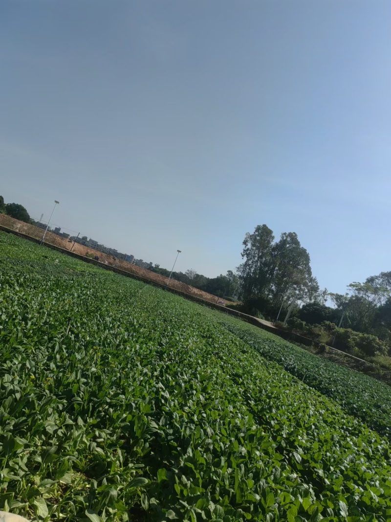 广东本地甜菜心，大量上市，全国发货，可视频看货