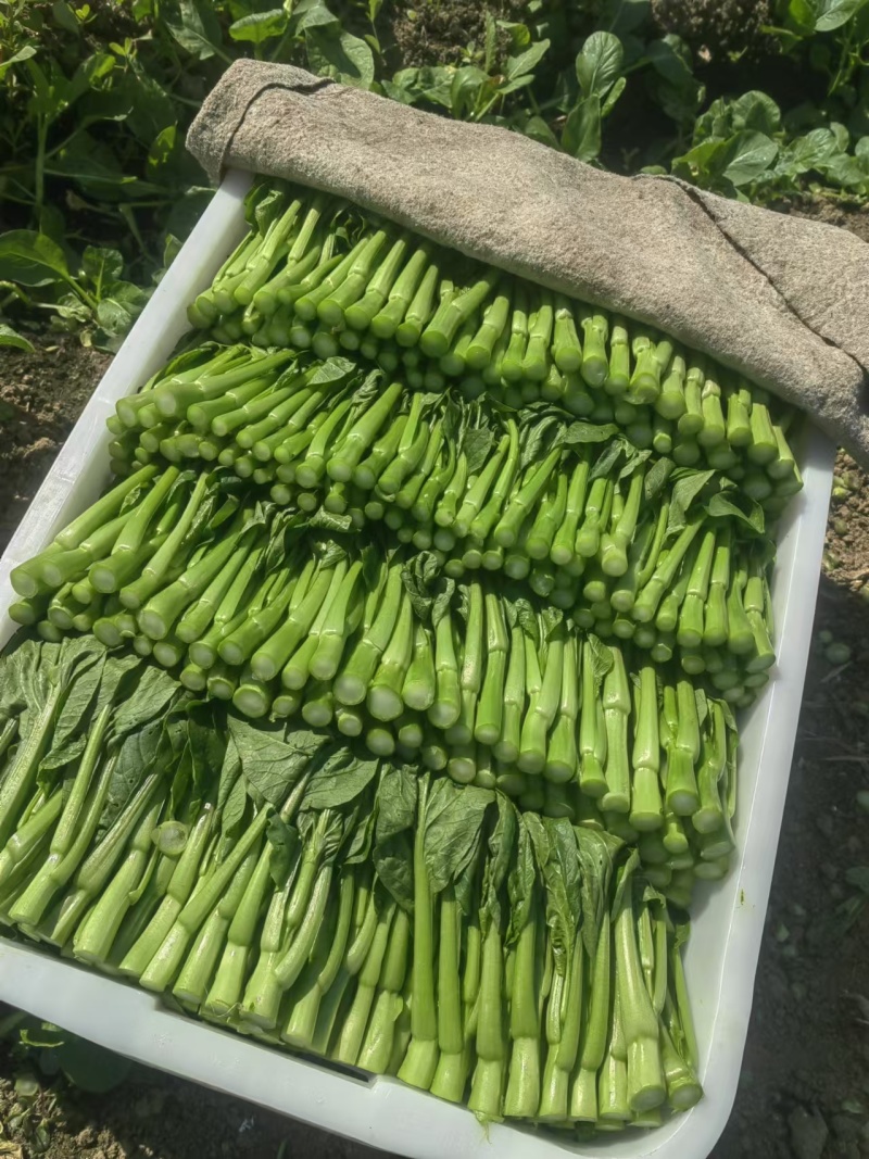 广东本地甜菜心，大量上市，全国发货，可视频看货