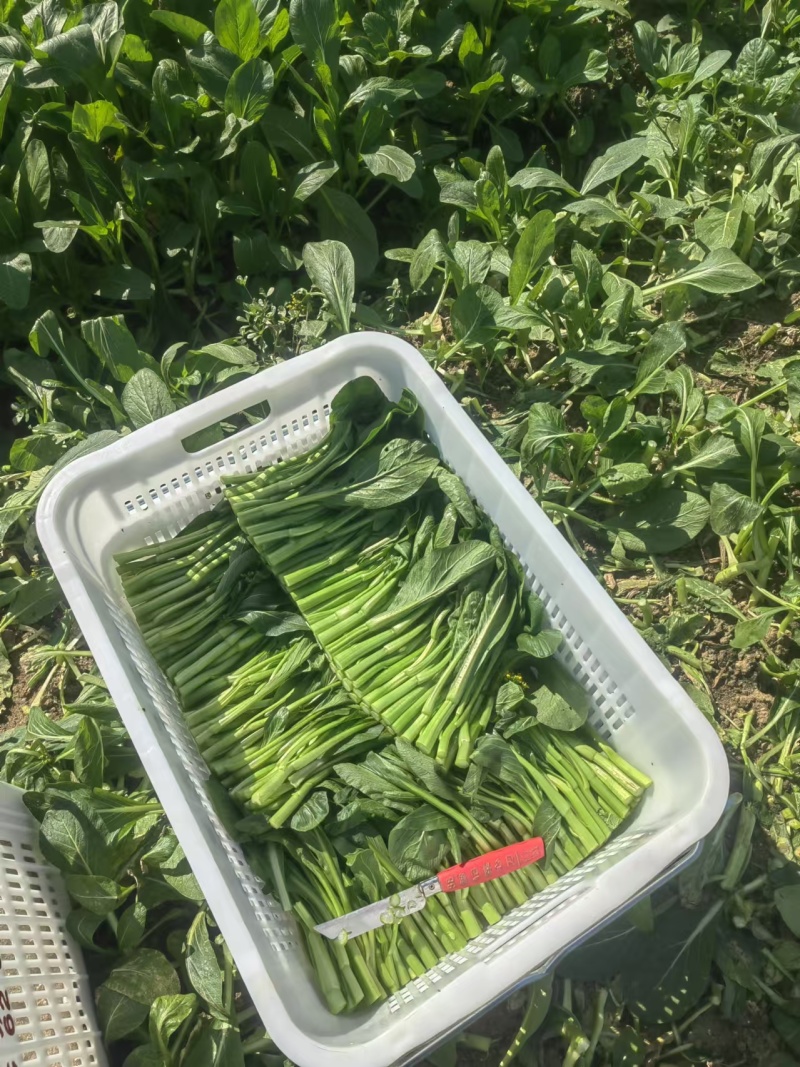 广东本地甜菜心，大量上市，全国发货，可视频看货