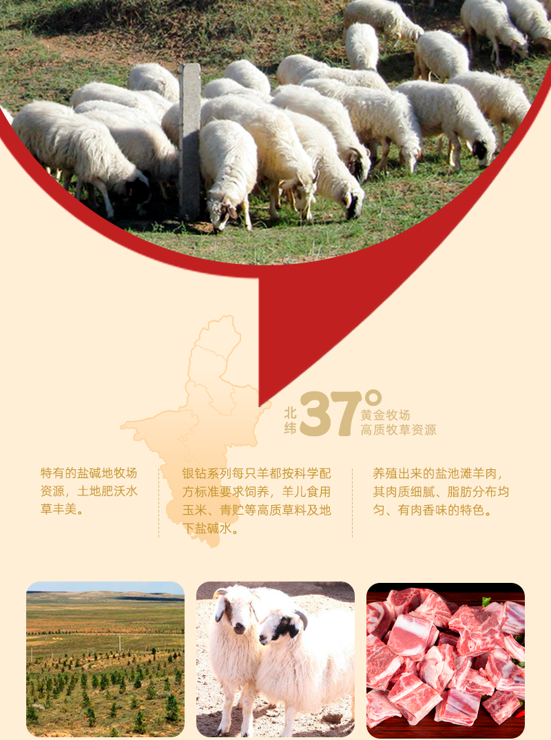 宁夏盐池滩羊肉银钻家庭装羊蝎子清炖羊肉切块